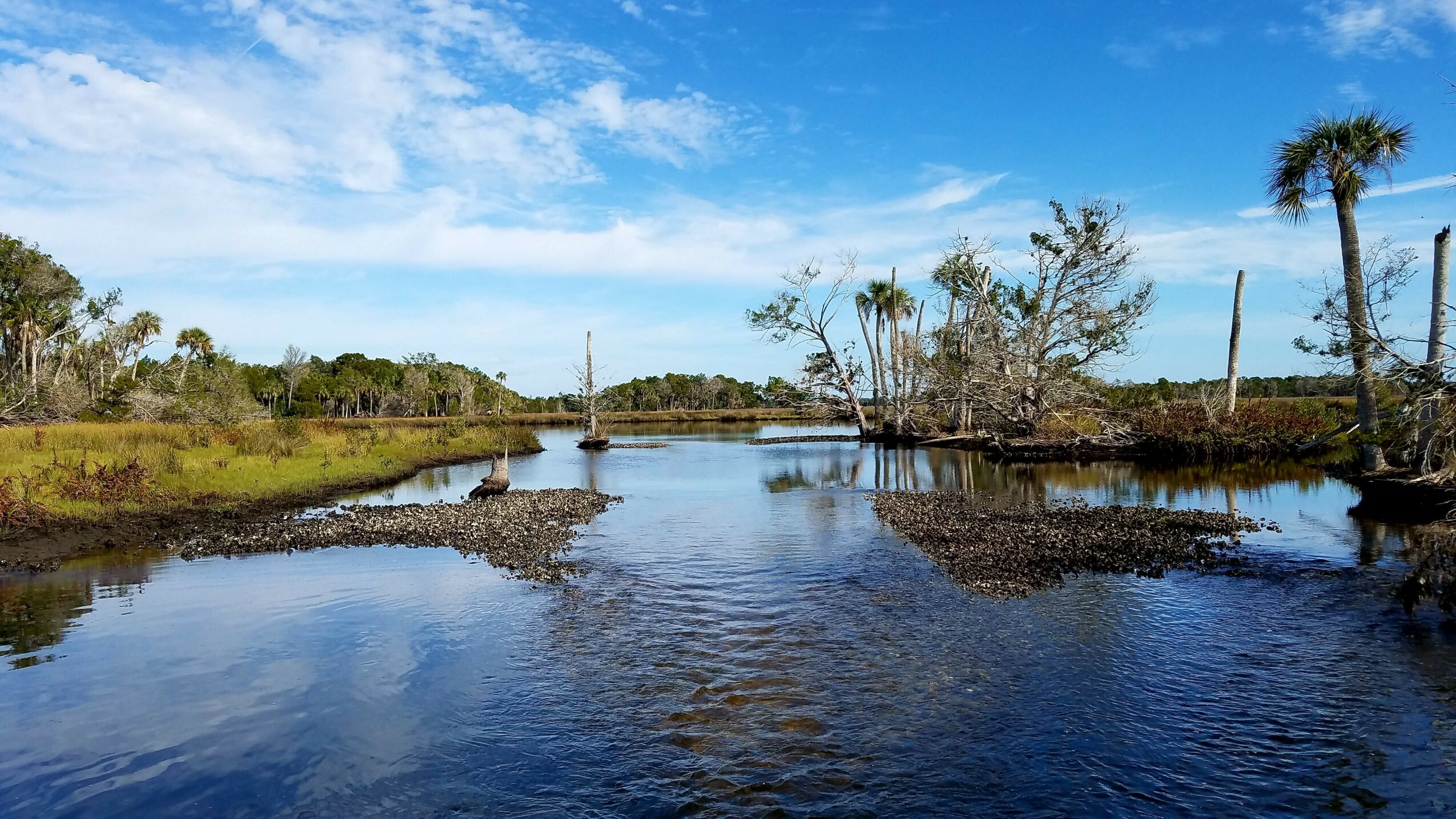 Calm river with trees and blue sky, some trees are leafless, and palm trees are visible on the right side.