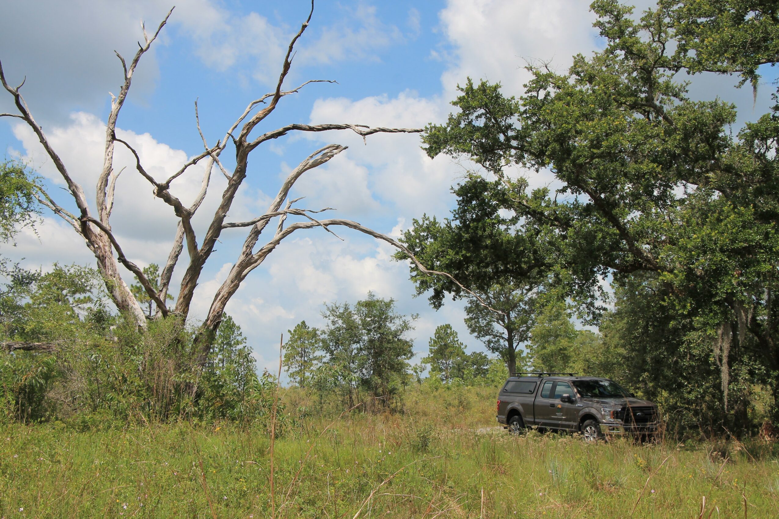 A landscape with a dead tree, green grass, and a vehicle parked among trees under a partly cloudy sky.