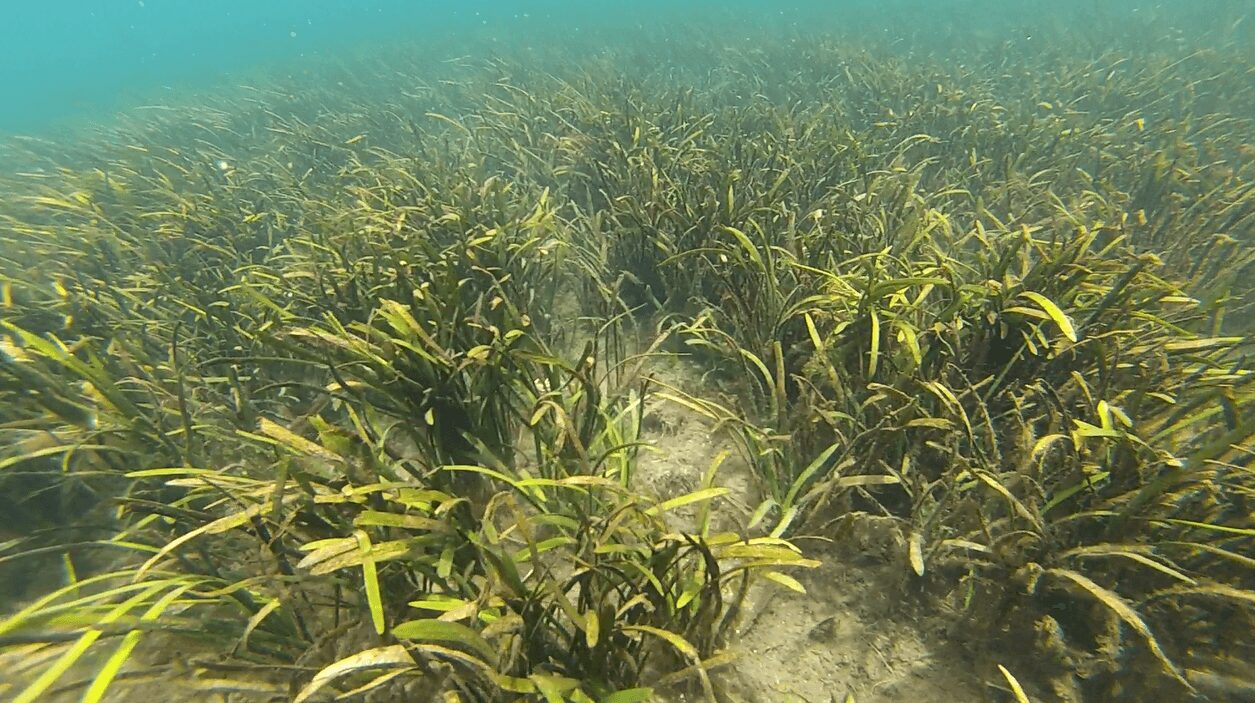 Underwater view of seagrass bed with green and yellowish plants on sandy bottom.