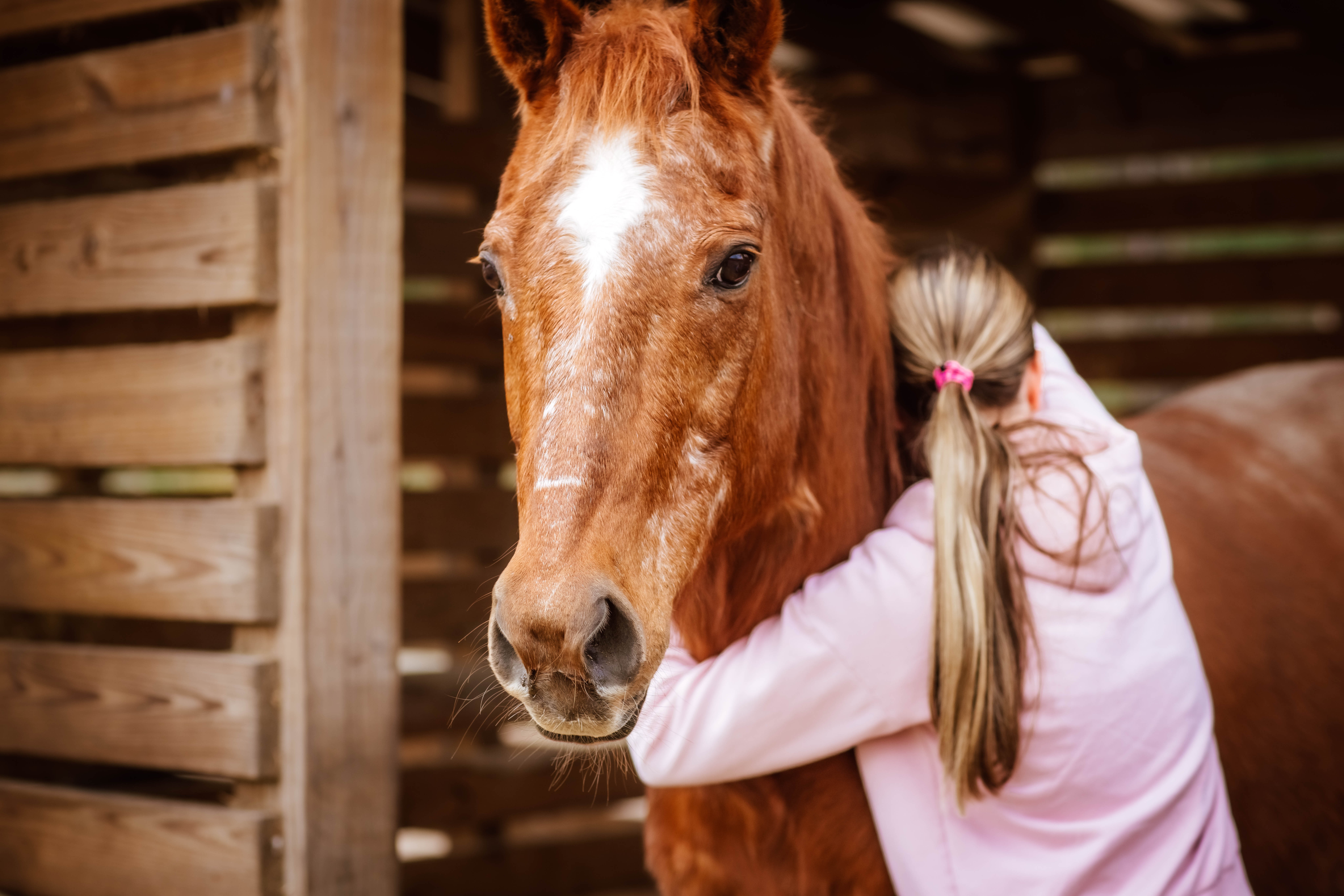 Child hugging a brown horse with a white stripe on its face in a wooden stable.
