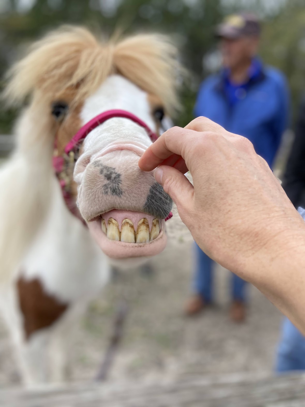 Person's hand touching the horse's nose, horse wearing pink halter, outdoors with a person in background.