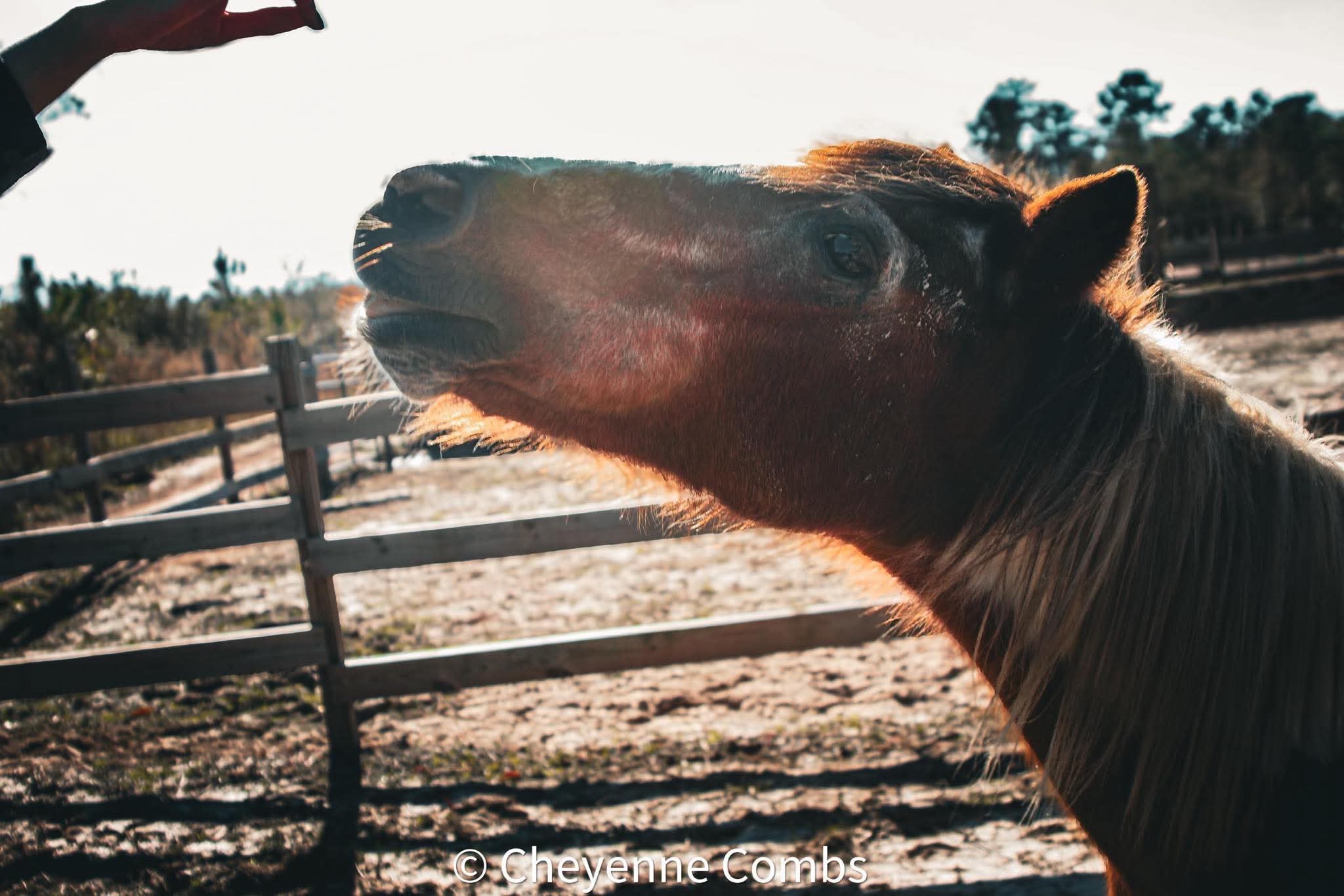 Horse reaching towards a person with a fence and trees in the background, sunlight illuminating the scene.