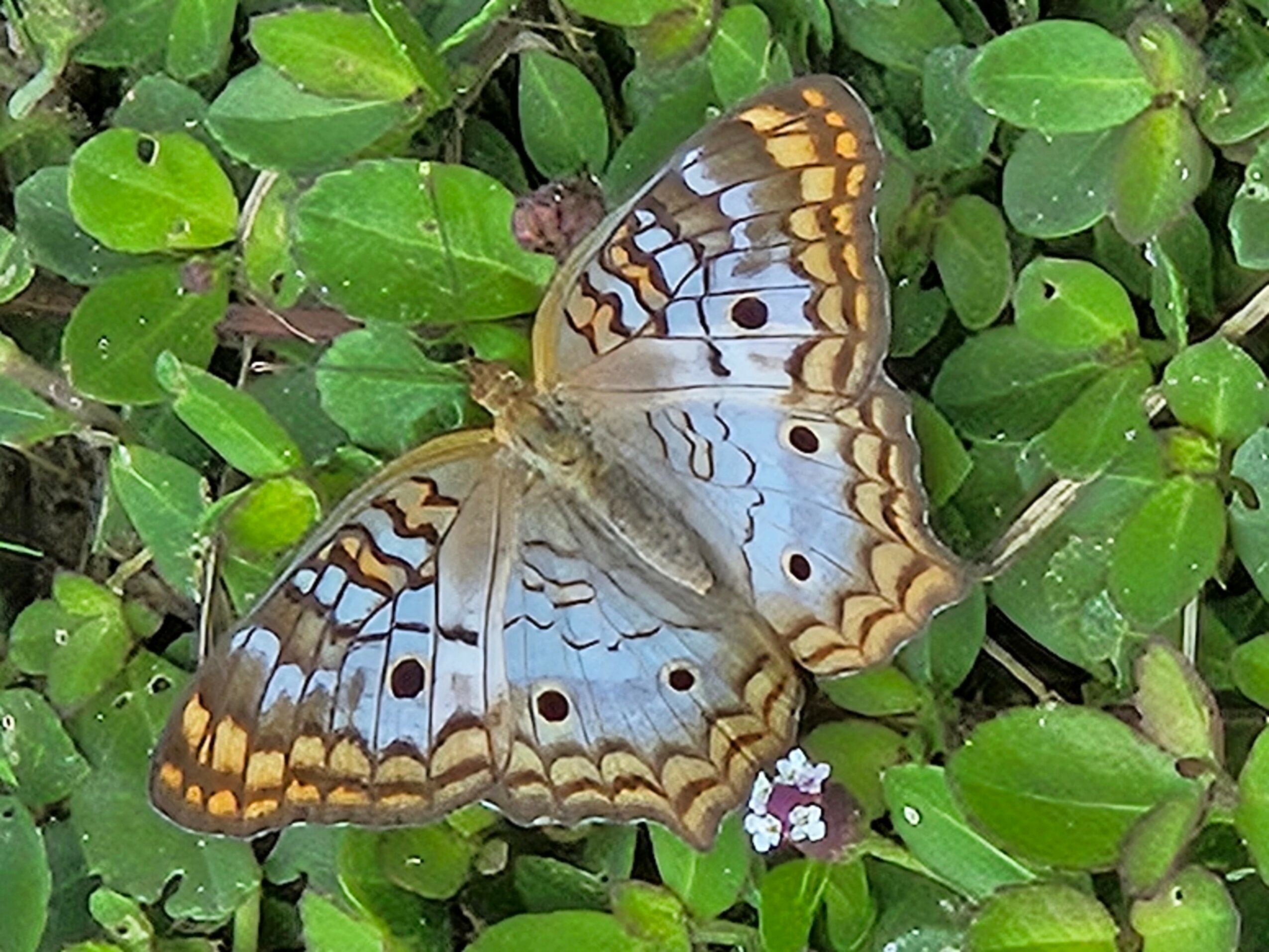 Butterfly with blue, orange, and black markings on green leaves background.