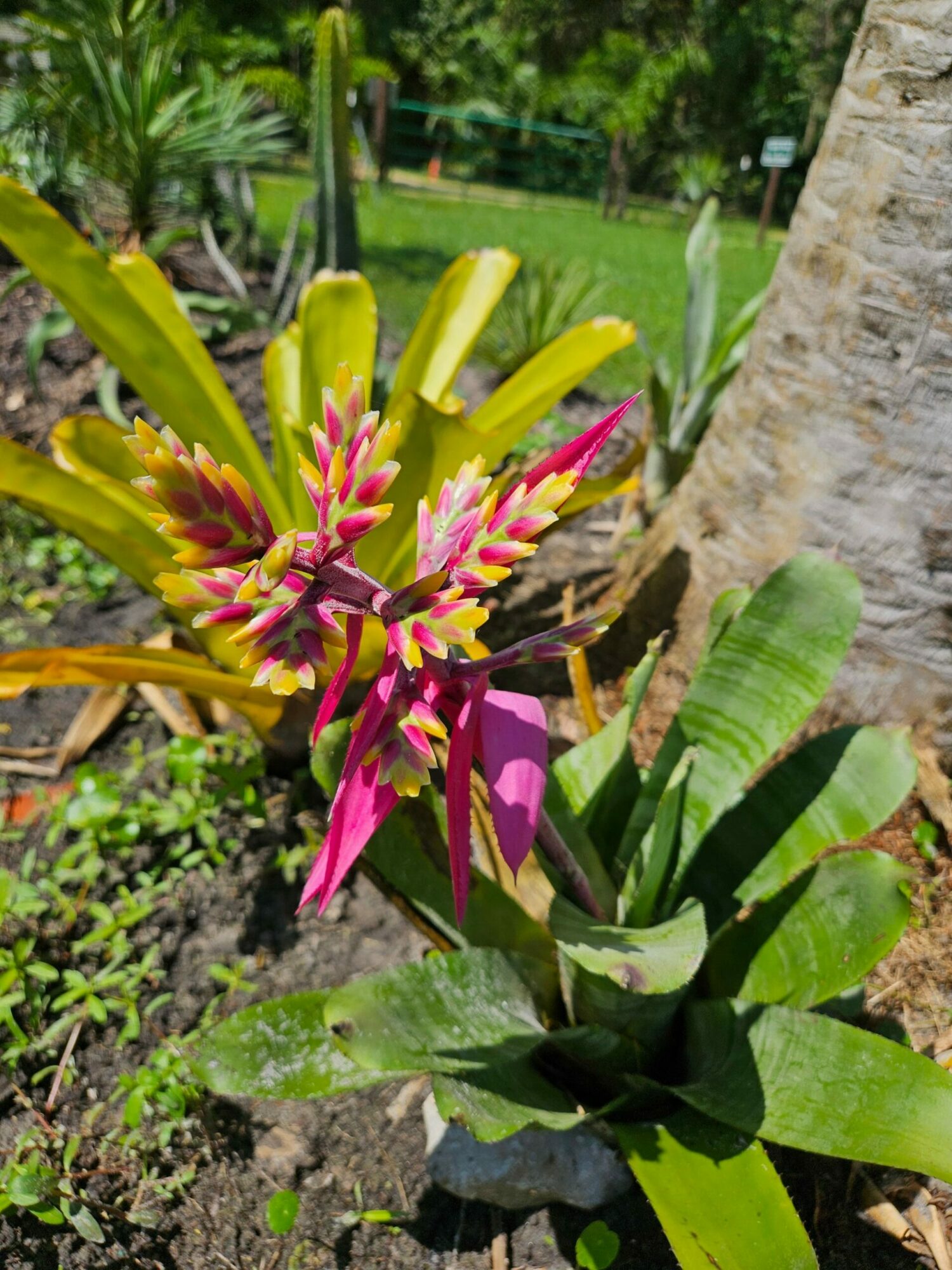 Pink and yellow tropical flower with green leaves in garden setting.