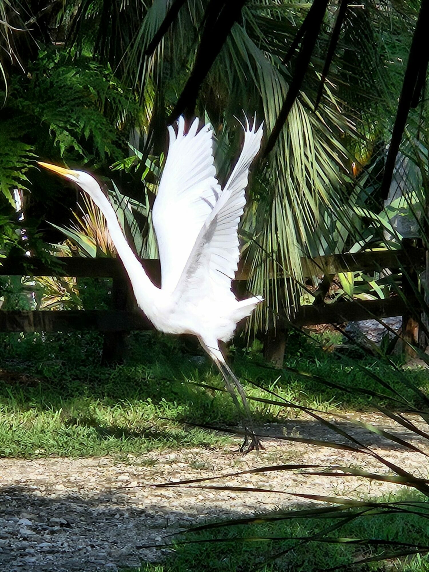White bird flying near a tree trunk in a lush green forest.