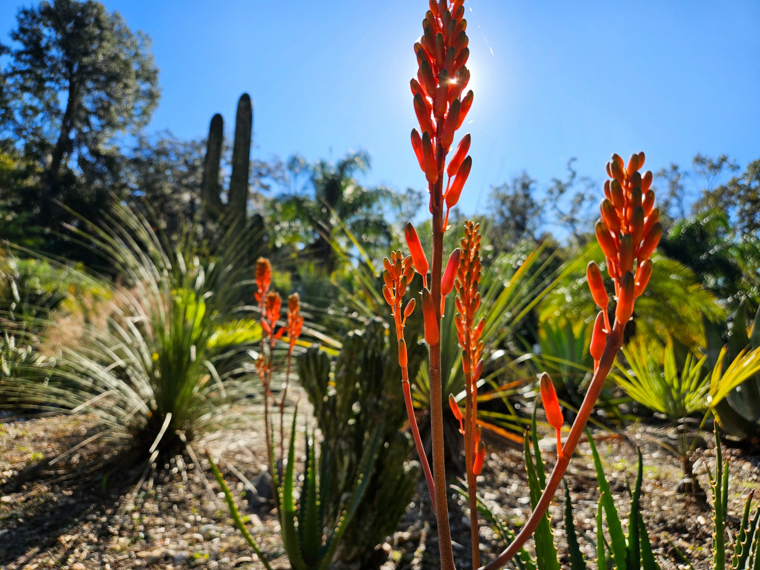 Red flowering plant with tall spikes in a desert landscape with cacti and green plants under a blue sky.