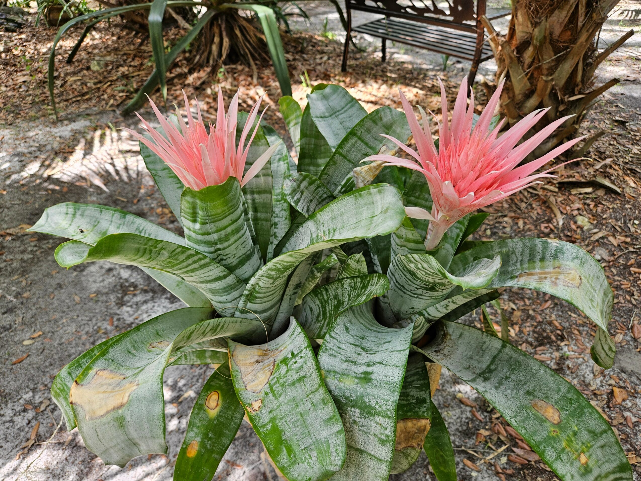 Two pink flowering plants with green striped leaves in a garden setting.