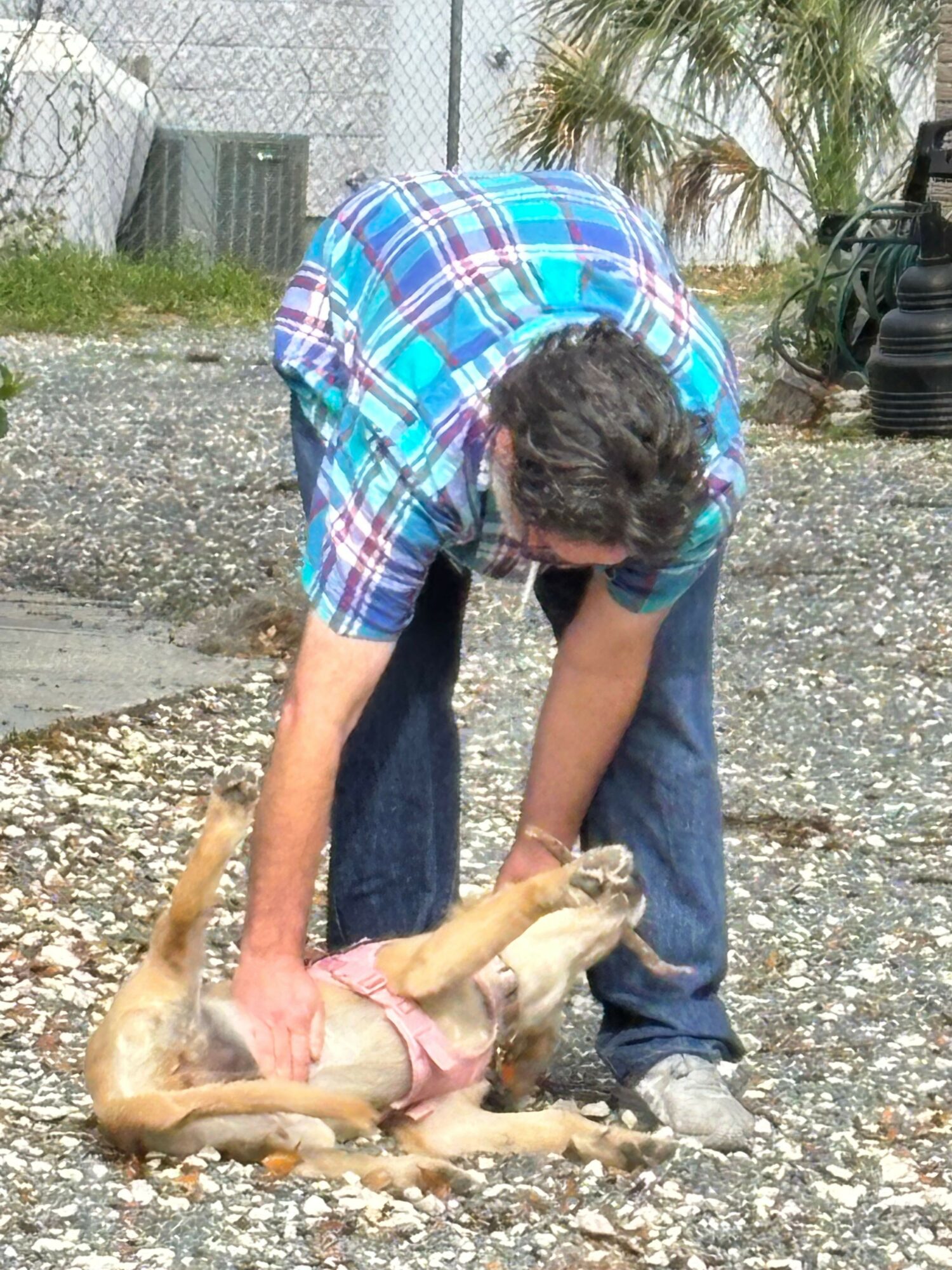 Person bending over a dog lying on its back outdoors, with trees and a fence in the background.