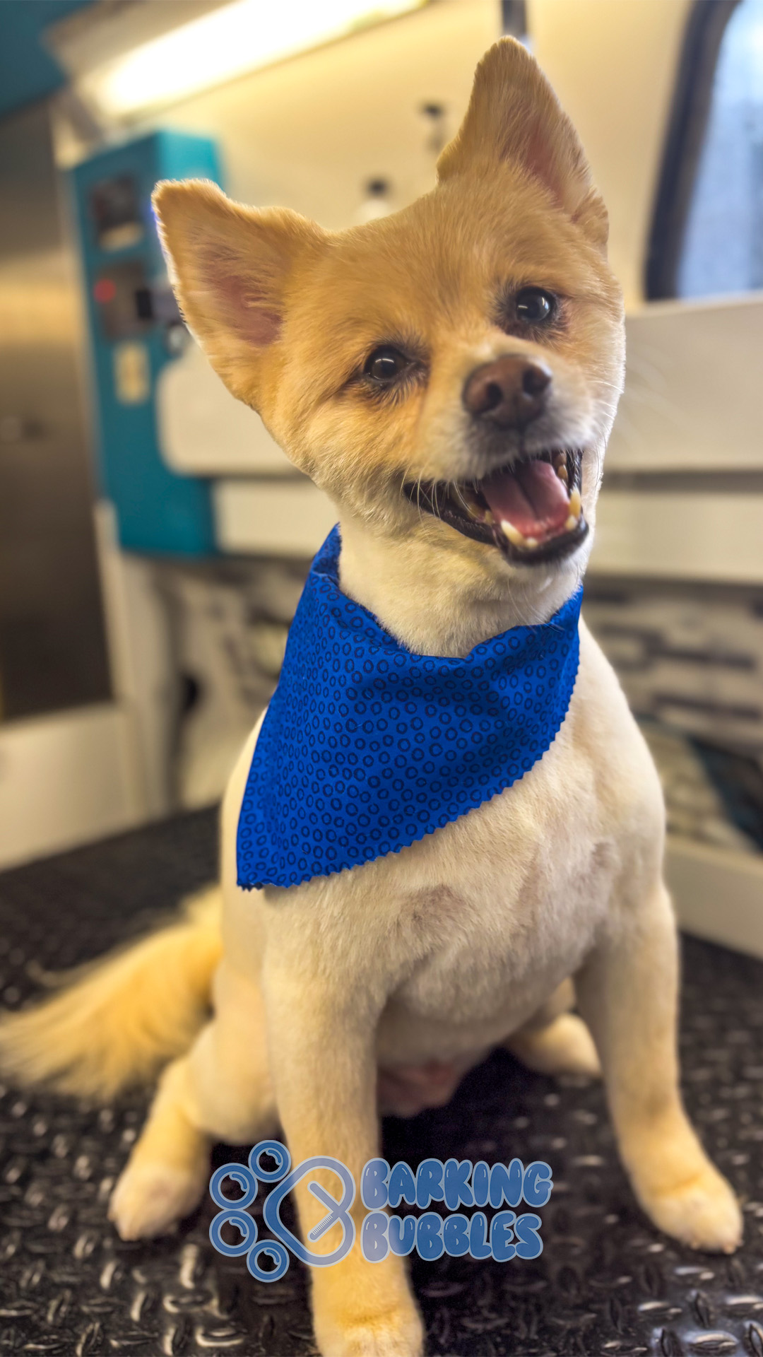 Small dog with tan and white fur wearing a blue bandana, sitting indoors and smiling.