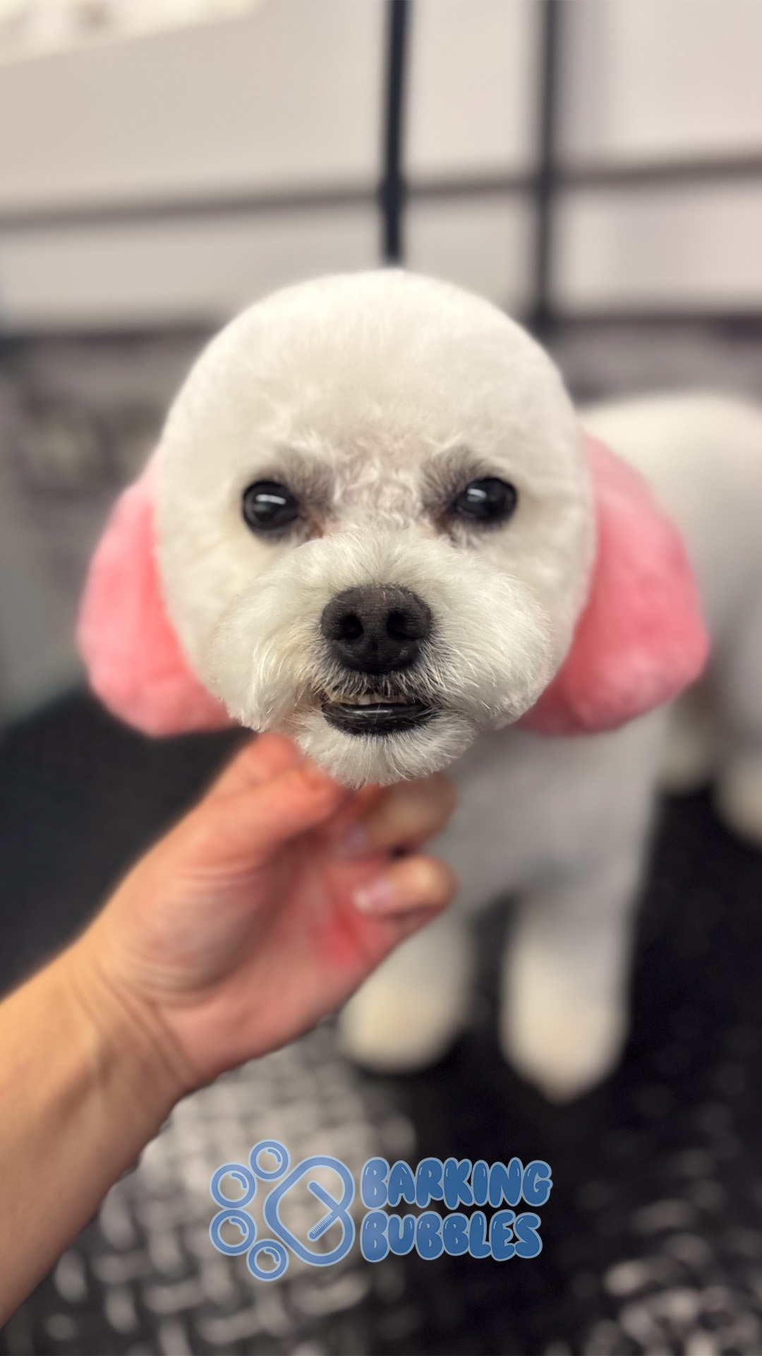 Close-up of a small dog with white fur and pink ears, held by a person's hand, indoors.