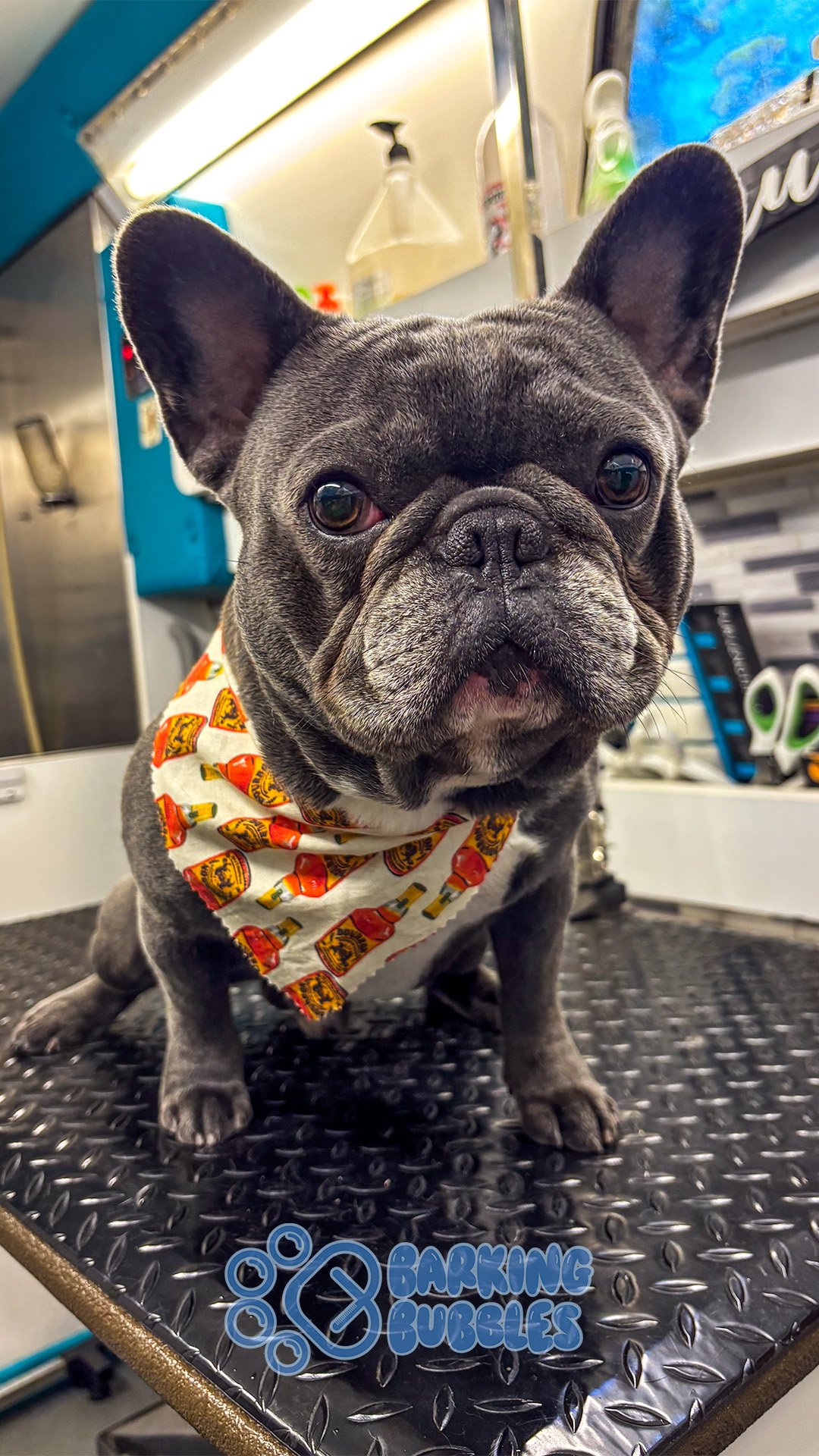 French Bulldog wearing a pizza-patterned bandana, sitting on a grooming table with grooming tools in background.