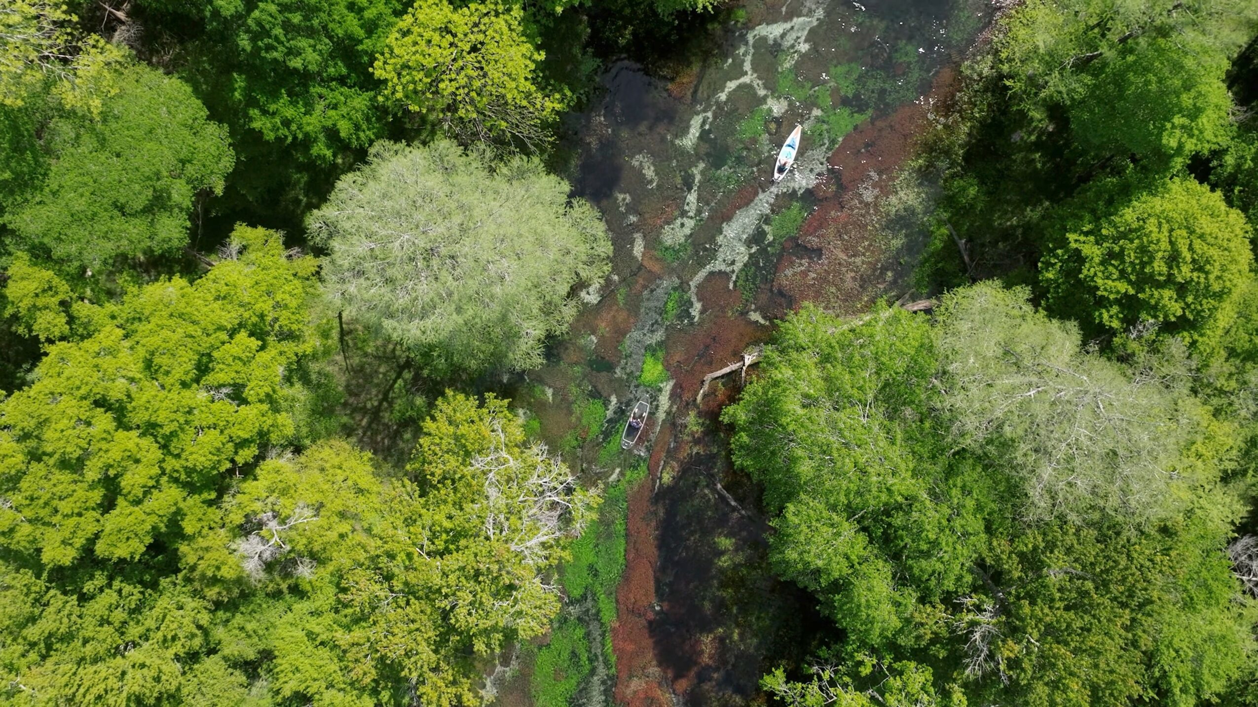 Aerial view of a forest with a narrow stream running through dense green trees.
