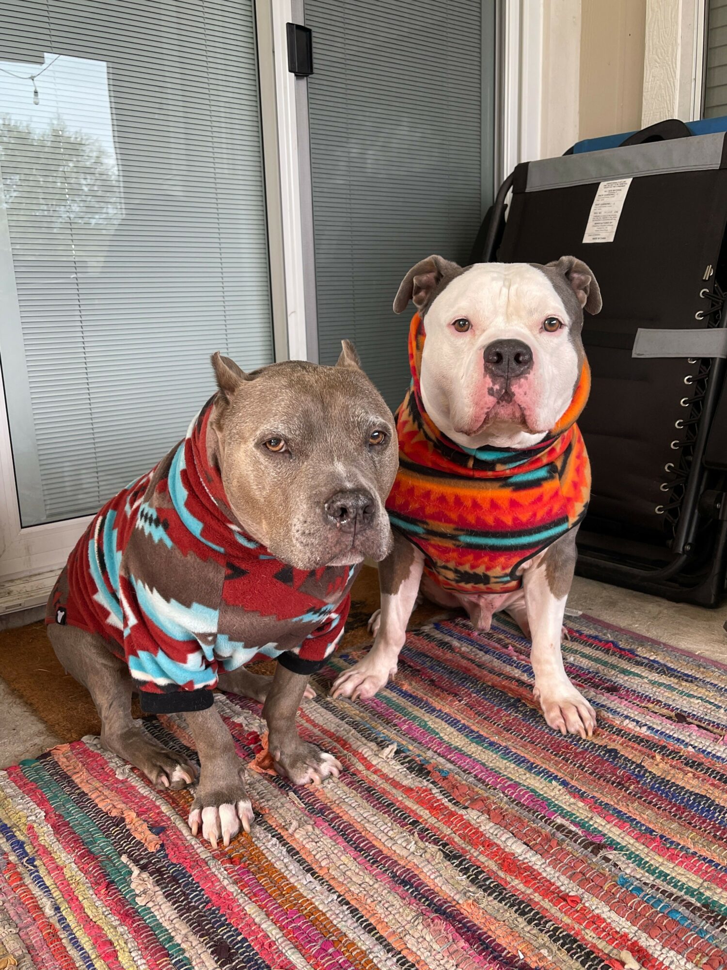 Two dogs wearing colorful sweaters sit on a multicolored striped rug indoors, near a sliding glass door.