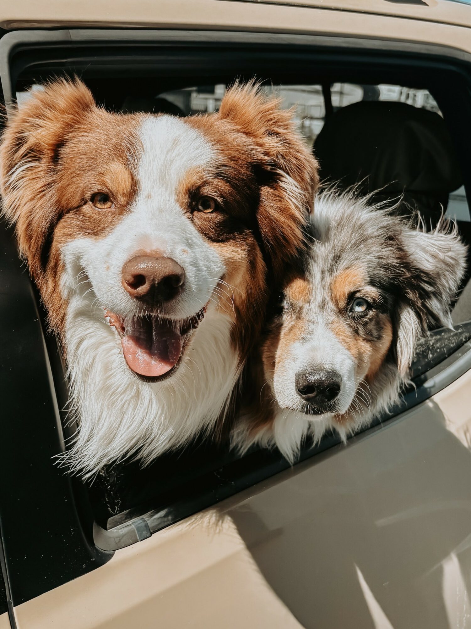 Two dogs with happy expressions looking out of a car window, one with a white and brown coat, the other with a gray and black coat.
