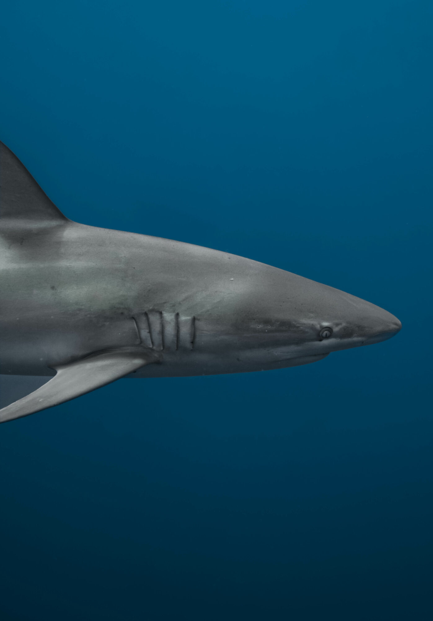 Close-up of a shark's head and part of its body swimming in the ocean.