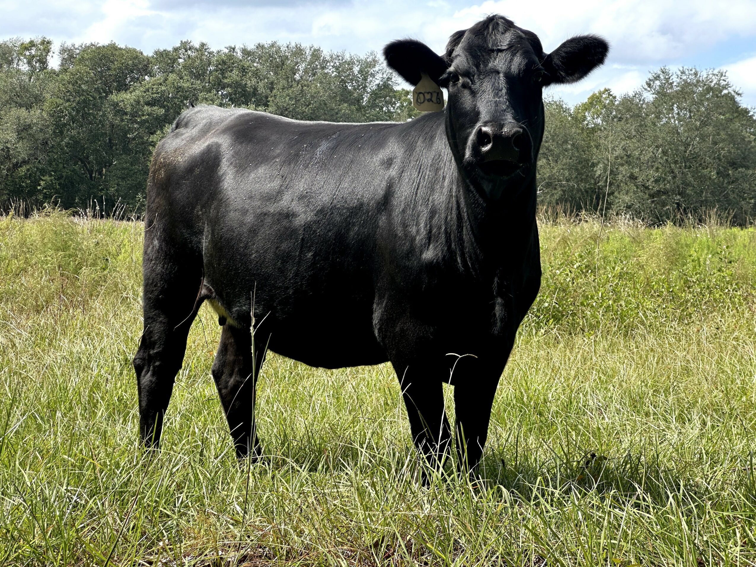 Black calf standing in grassy field with trees and blue sky in background