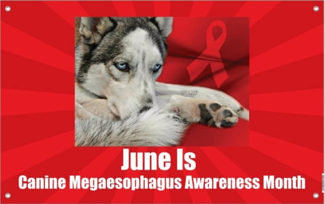 Husky dog lying down with a red awareness ribbon in the background, promoting Canine Megaseophagous Awareness Month in June.