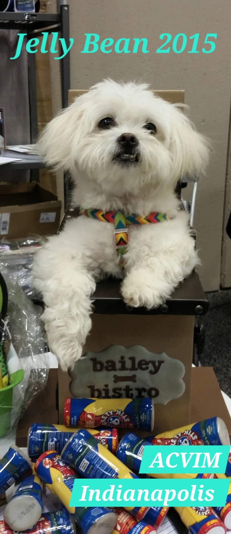 White fluffy dog with colorful collar sitting on a table, surrounded by cans and boxes, in an indoor setting.