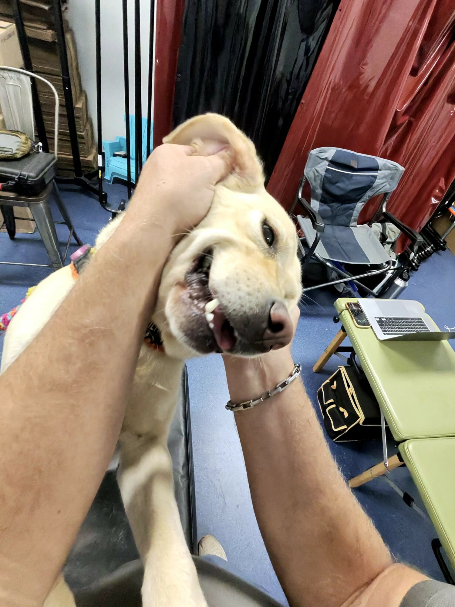 Person playfully holding a dog's head, dog smiling with tongue out, indoor setting with chairs and equipment.
