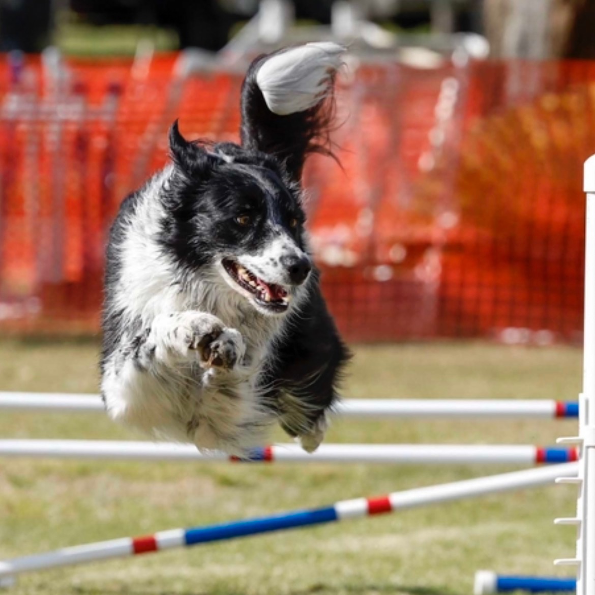 Border collie dog jumping over agility hurdle outdoors, with orange fencing in background