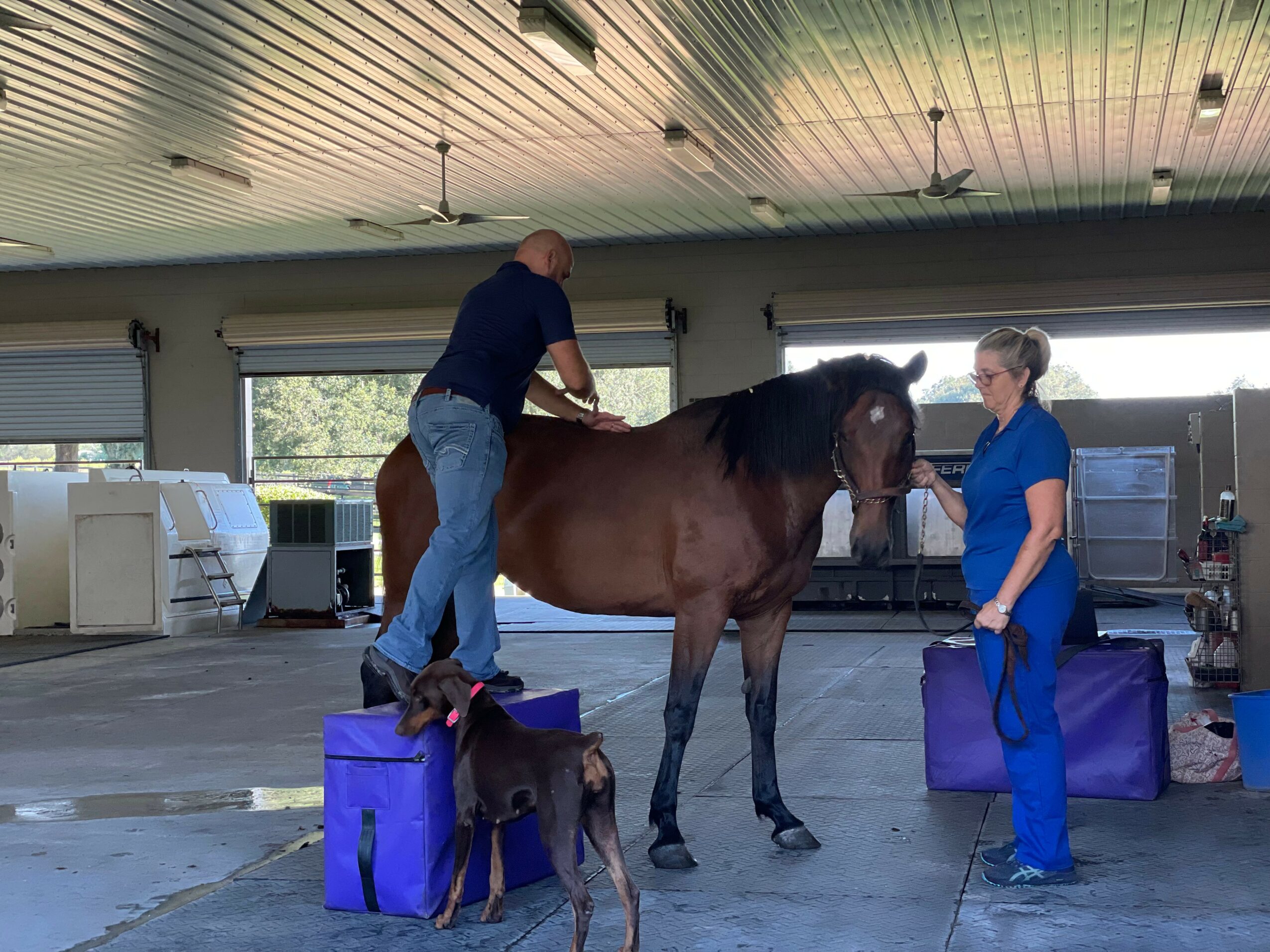 Two people and a dog with a horse inside a spacious indoor area, with large windows and equipment in the background.