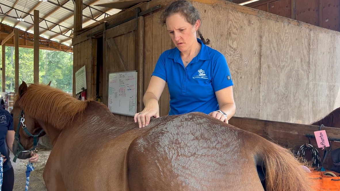 Woman in blue shirt examining a horse's back inside a barn, with wooden walls and a whiteboard in the background.