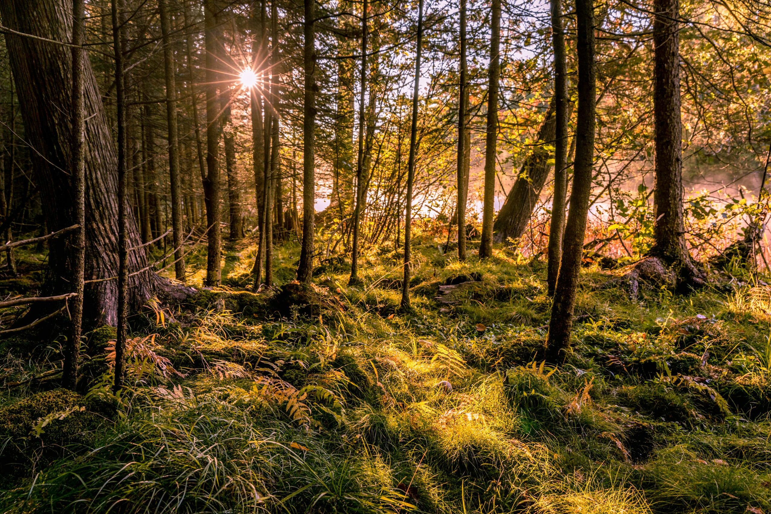 Sunlight filters through tall trees in a forest with green moss and grass, creating a warm, natural scene.