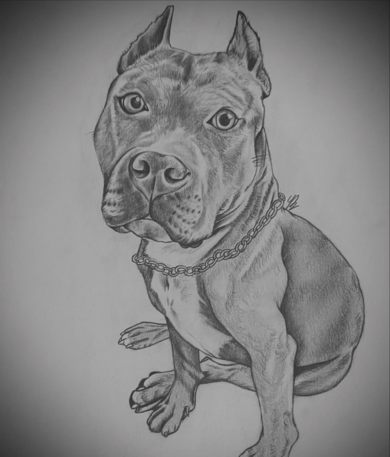 Pencil sketch of a sitting dog with a chain collar, looking forward, detailed fur and facial features.
