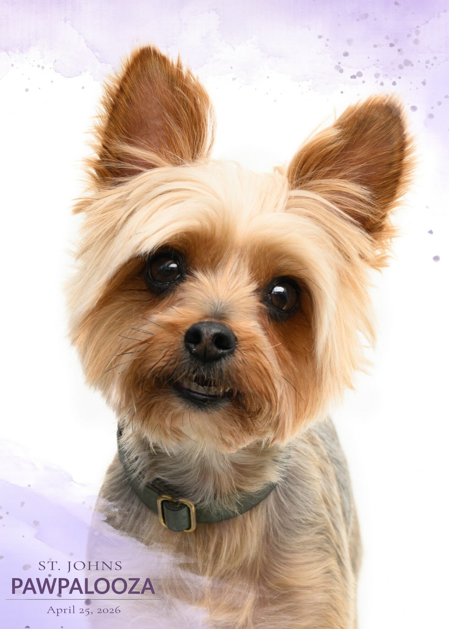 Close-up of a small dog with large ears and dark eyes, wearing a collar, against a light purple background.