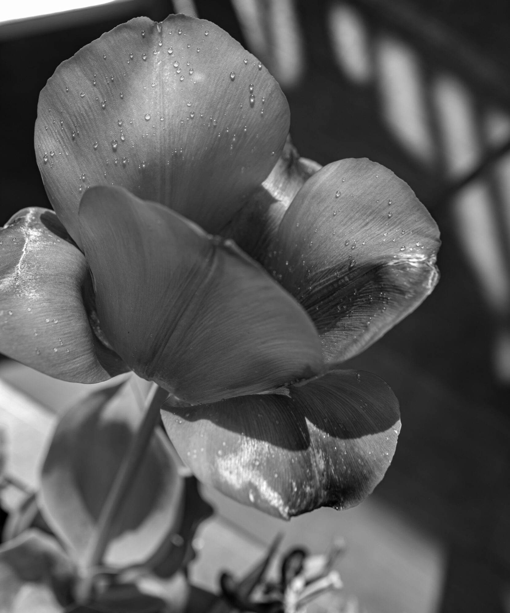 Close-up of a flower with water droplets on petals, in black and white, with a blurred background.