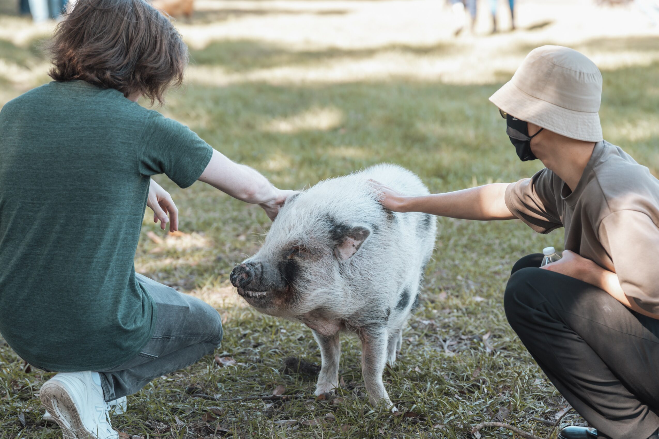 Two children pet a pig outdoors on grass, one wearing a hat and sunglasses, the other with short hair, both reaching out.