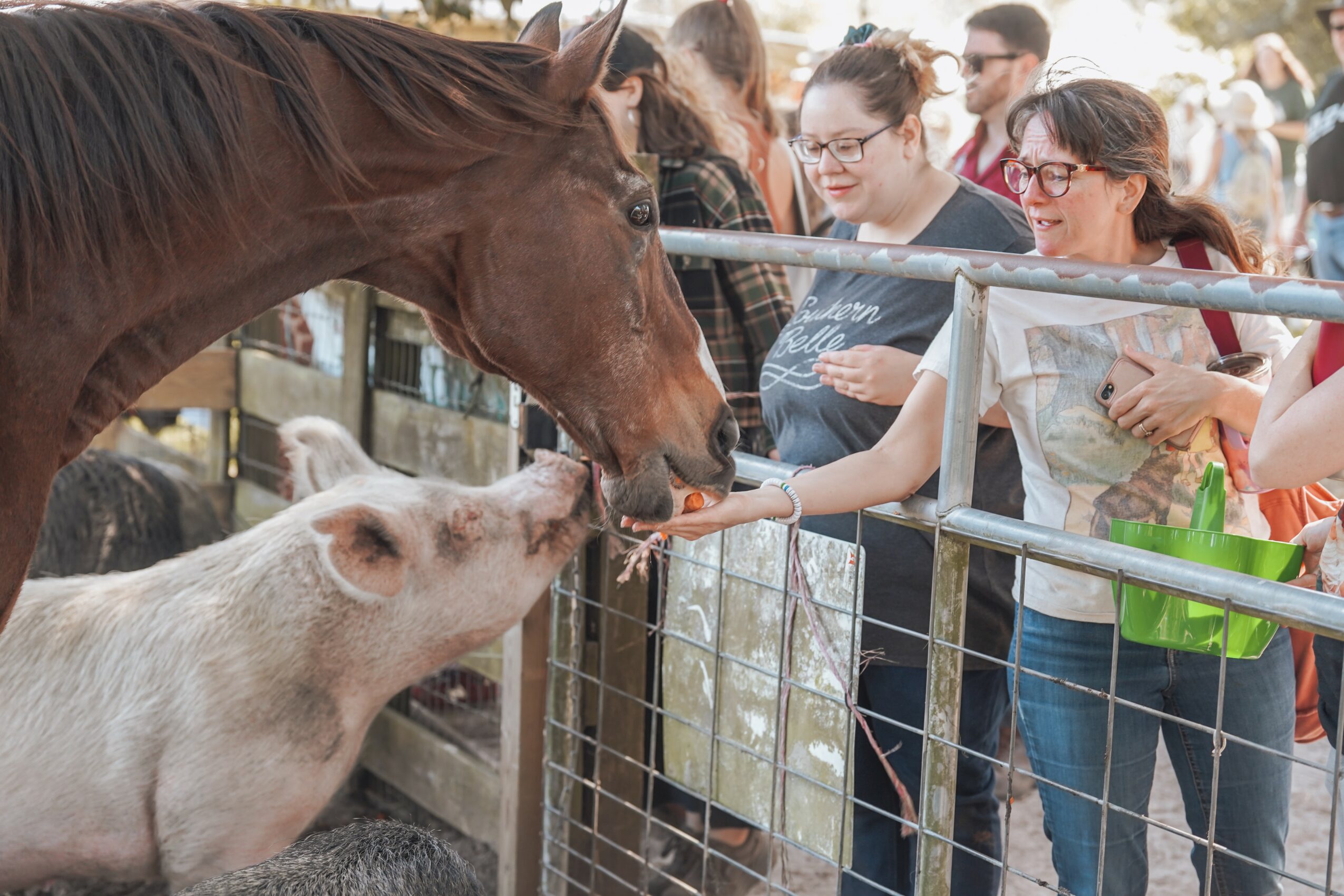 People pet a pig and a horse at a farm or petting zoo, with a metal fence and trees in the background.