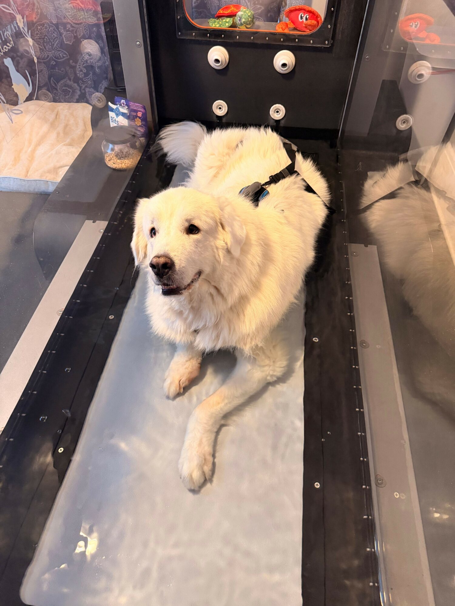 A fluffy white puppy lying on a metal surface, looking at the camera with a curious expression.