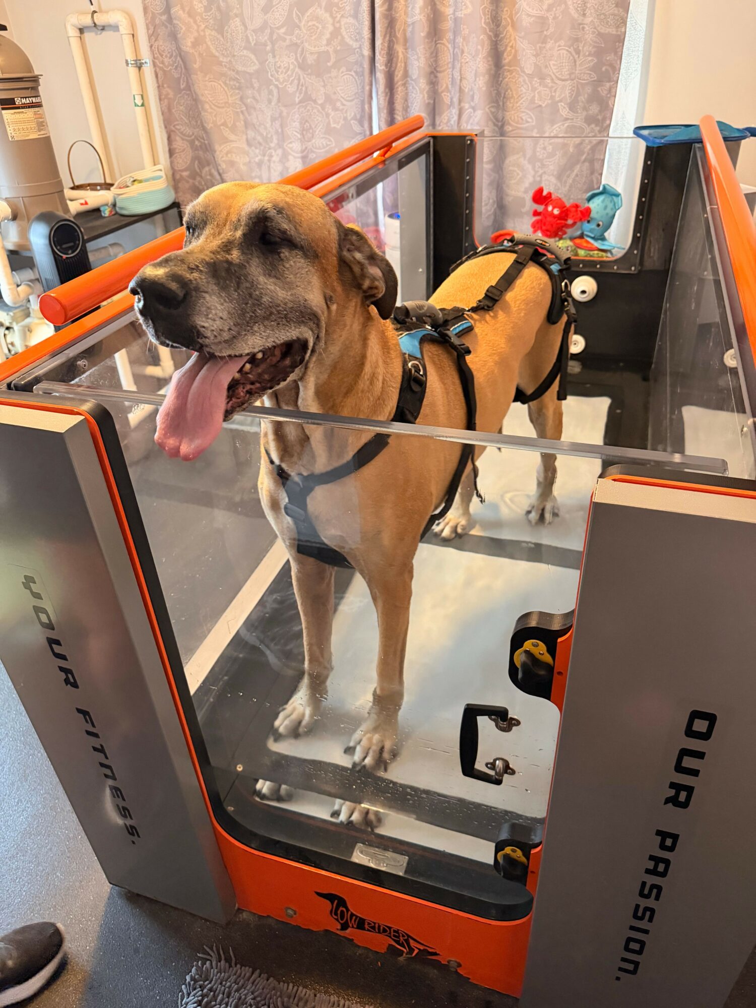 Dog standing inside a glass enclosure, tongue out, with a box labeled 'OUR PASSION' above, and a curtain in the background.