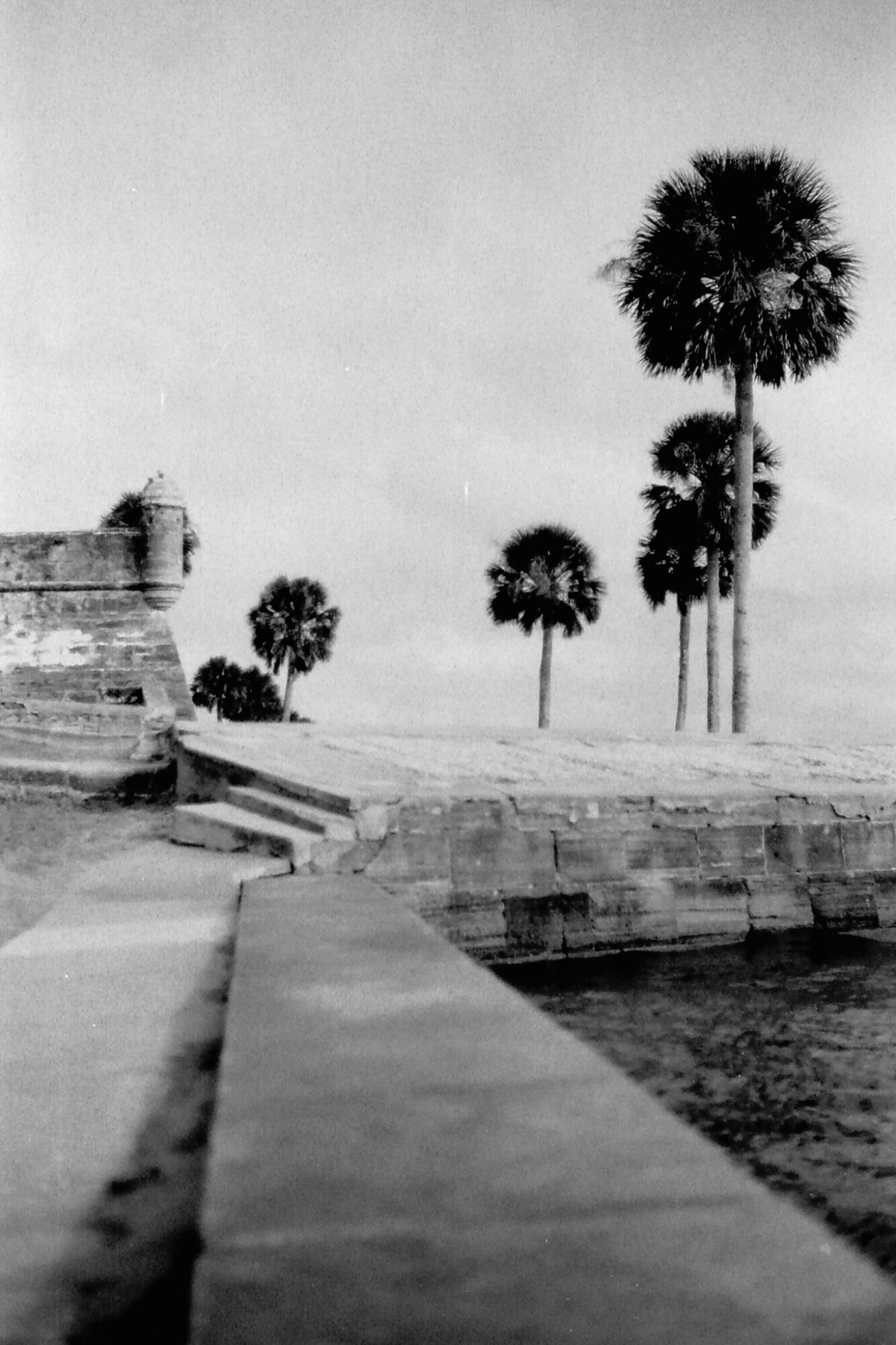 View of palm trees near water with a stone wall and steps, sky in background.