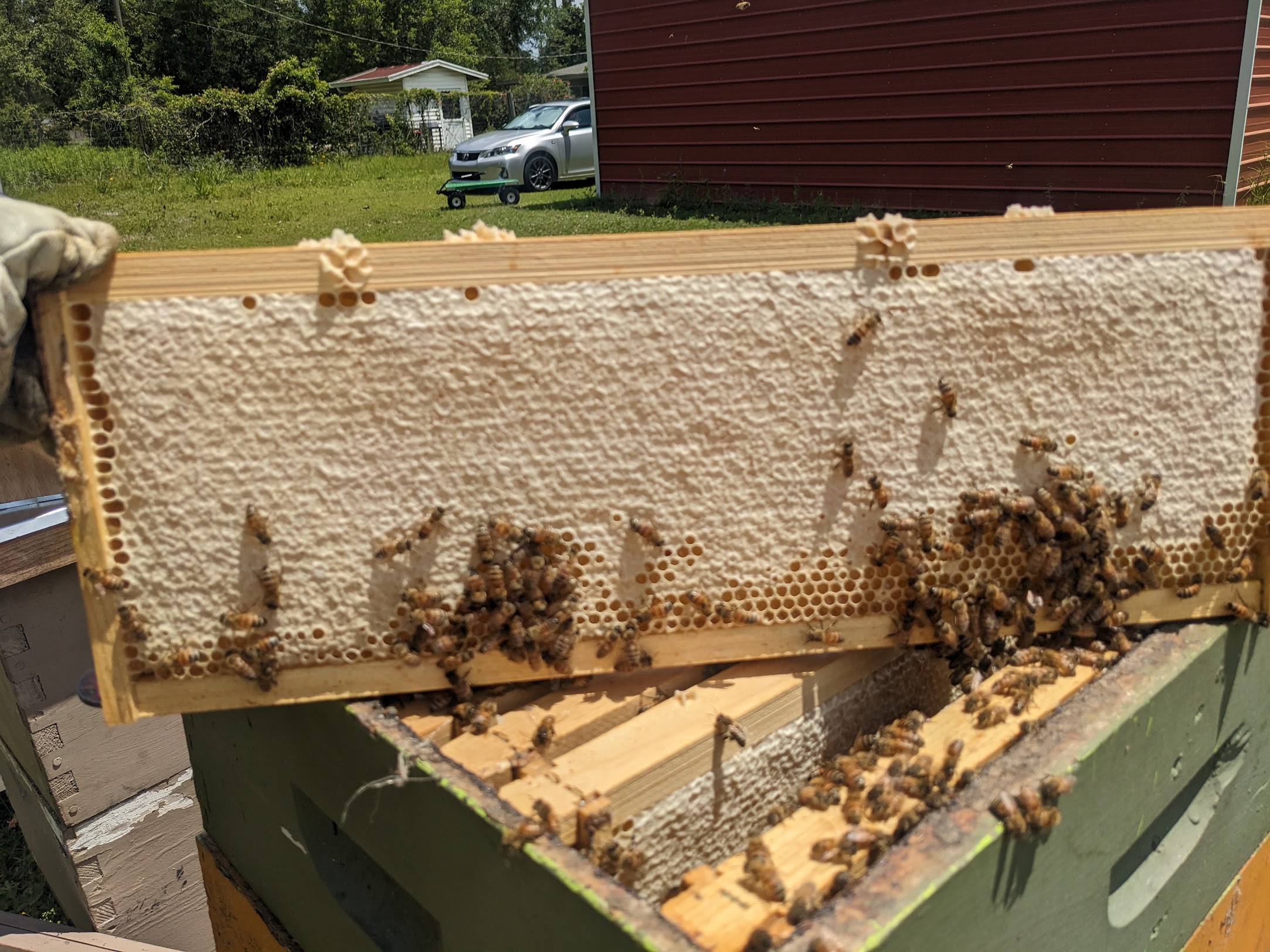 Beekeeping frame with honeycomb and bees, placed on a green hive box outdoors.